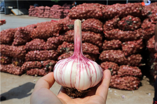 1591151232751227mhka.jpg 中牟县产大蒜,个大皮薄肉白.jpg