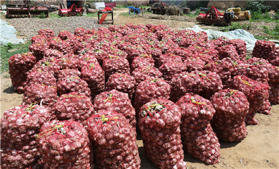 1591151320162960XJOt.jpg 贫困蒜农待收的大蒜.jpg